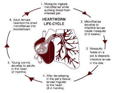 What Are Heartworms