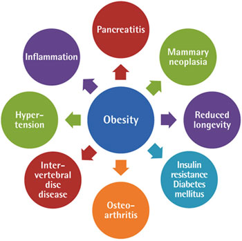 Obesity in Dogs