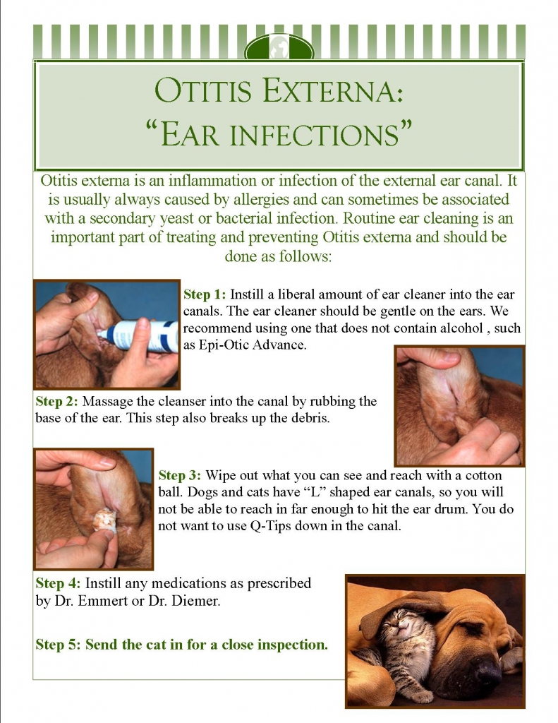 prairie view animal hospital in dekalb illinois otitis externa faqs otitis externa flyers ear