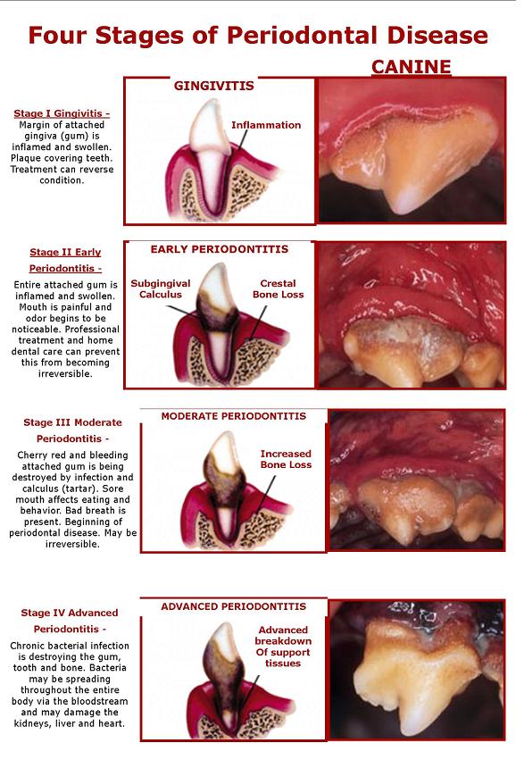 Image result for dog dental disease