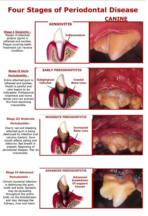 Chihuahua Teeth Chart