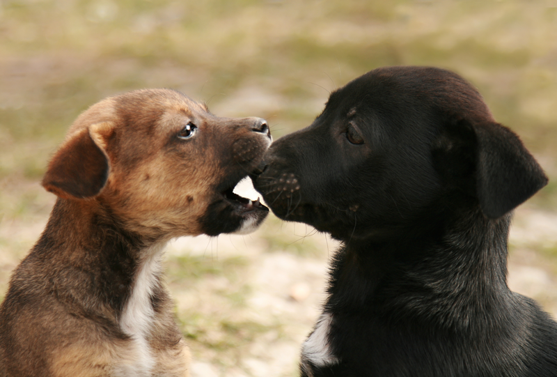 Puppy Biting