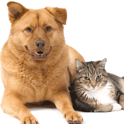 Welcoming Cat and dog