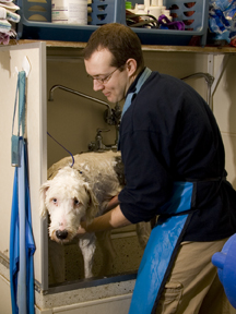Prairie View Animal Hospital staff member giving a bath to one of our boarding dogs.