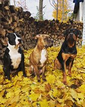 Three Dogs sitting in row