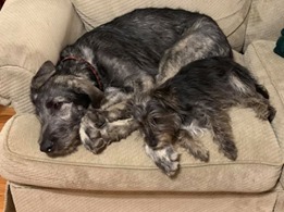 Dog and puppy snuggling