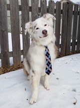 White dog in a tie