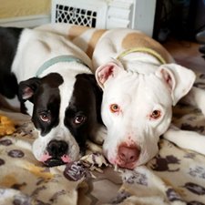 Two Dogs Snuggled