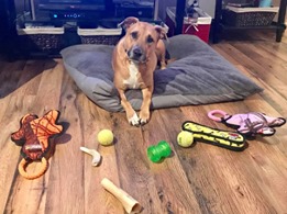 A dog with his toys