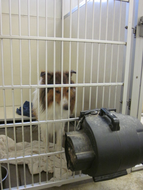 Prairie View Animal Hospital boarding pet in a dryer cage after getting a bath
