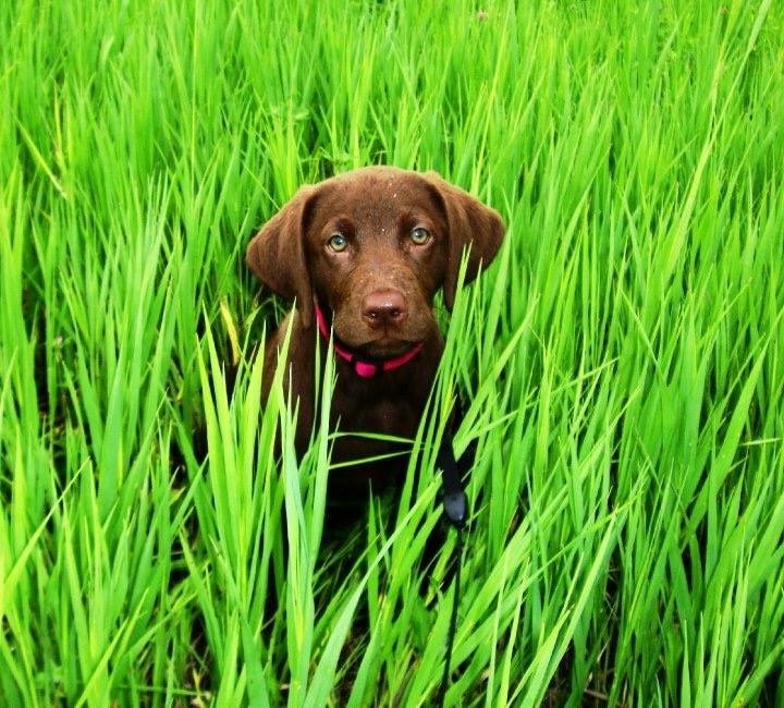 Piper in the grass
