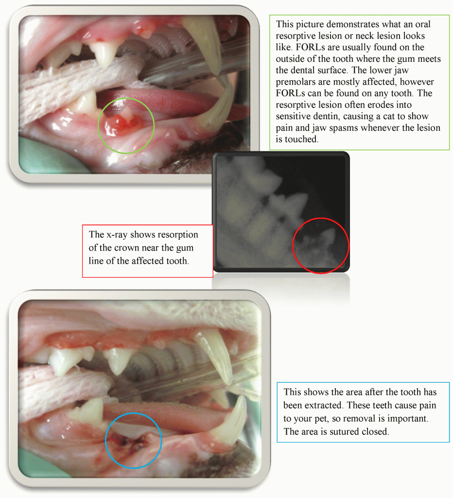 Feline oral resorptive lesions repaired at Prairie View Animal Hospital