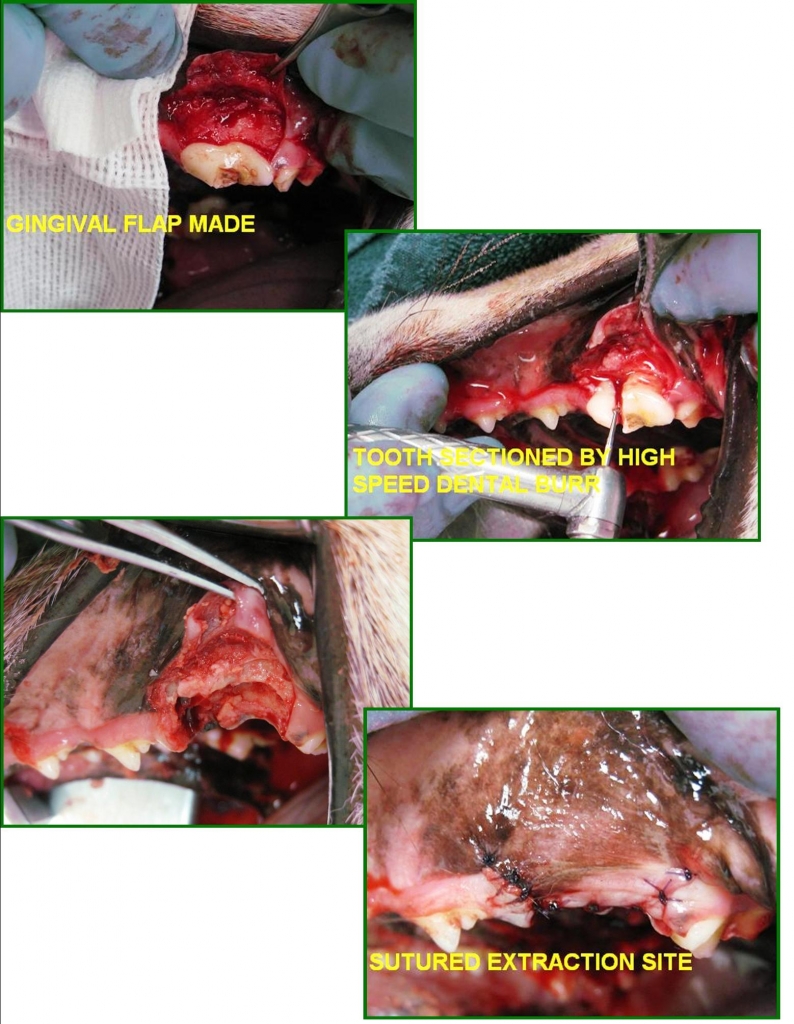 Upper fourth pre-molor extractions done at Prairie View Animal Hospital