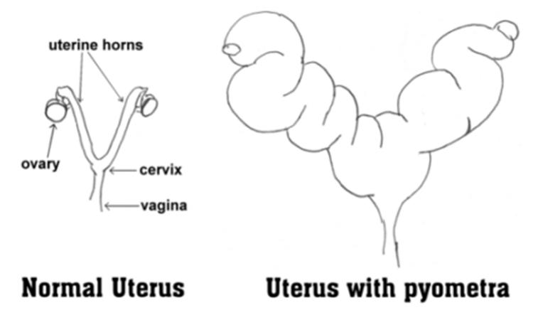 Pet Reproductive Illustration